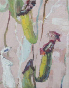 Kannenpflanze Nepenthes vor rosa Hintergrund